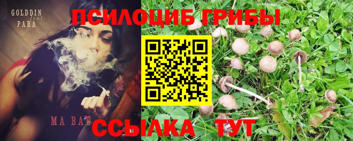 Псилоцибиновые грибы прущие грибы Дзержинский